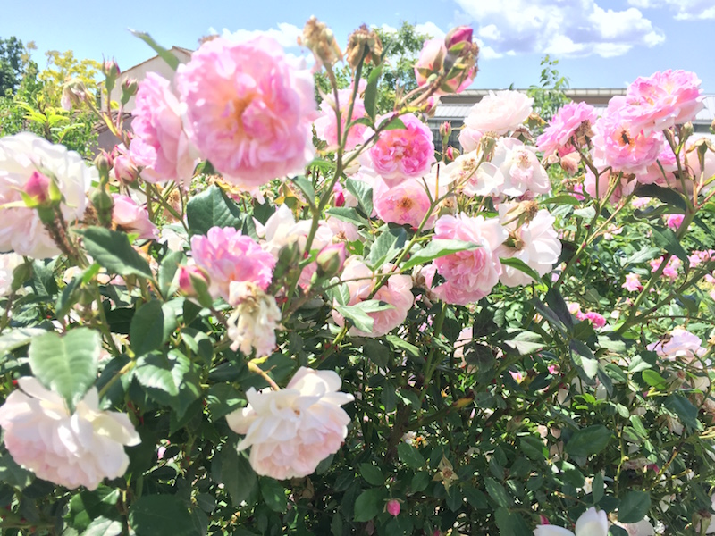 Une rose, une caresse :  une augmentation des dons de 16,2% !
