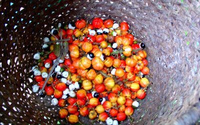 Fête de la Gastronomie à Guayapi